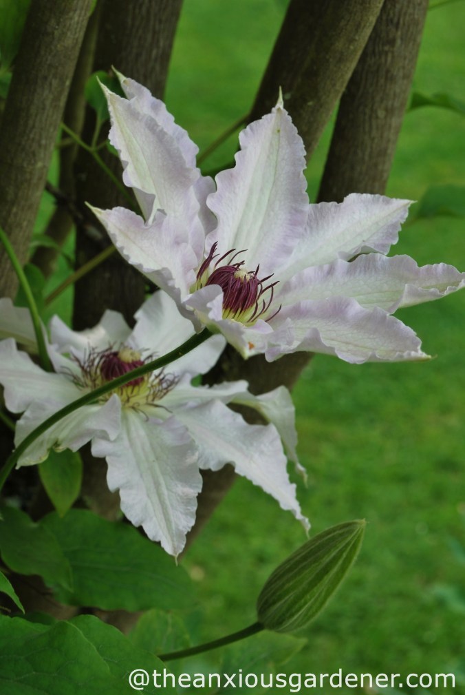 Clematis Miss Bateman 2