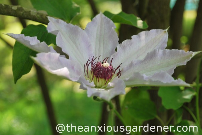 Clematis Miss Bateman