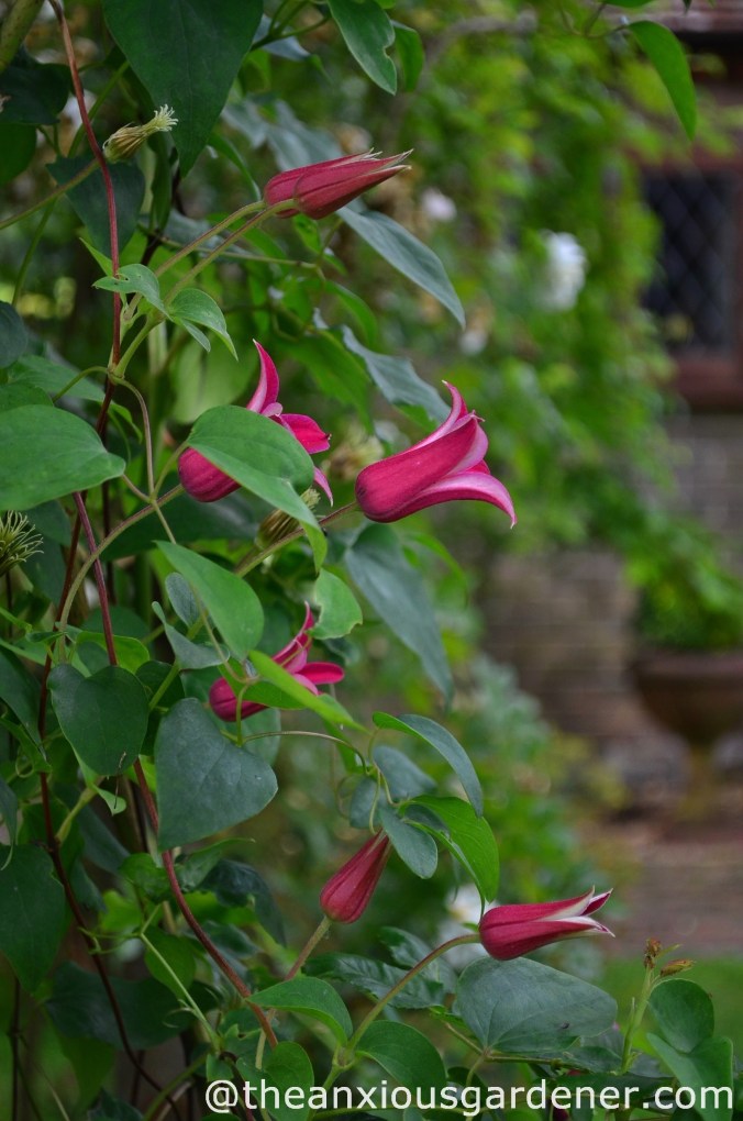 Clematis 'Princess Diana'