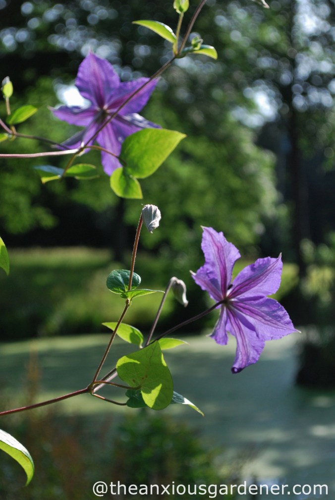Clematis Wisley 2