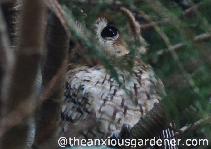 Tawny_Owl_1