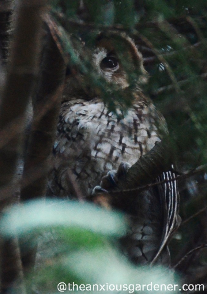 Tawny_Owl_2