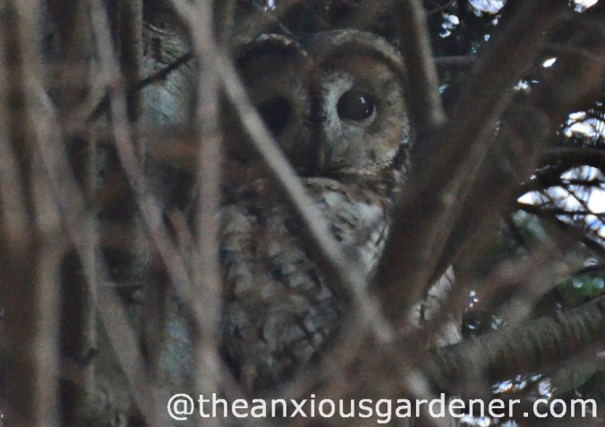 Tawny_Owl_3