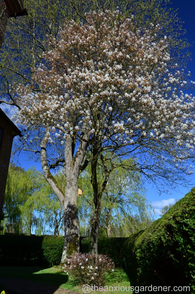 amelanchier (2)