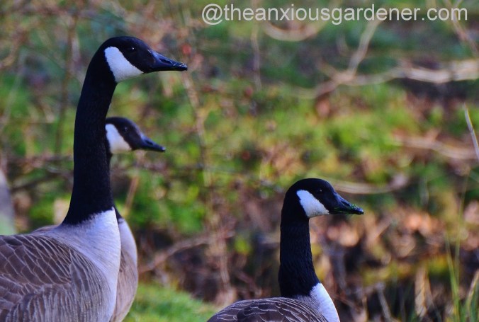 Canada Geese