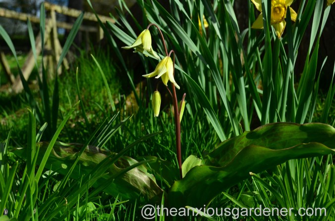 Erythronium pagoda