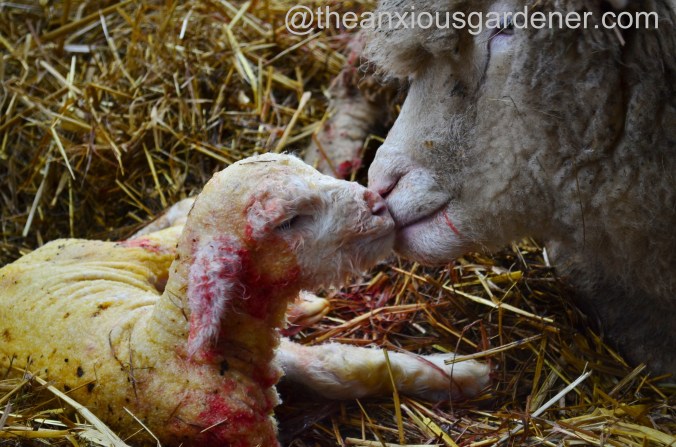 Ewe lambing (17)