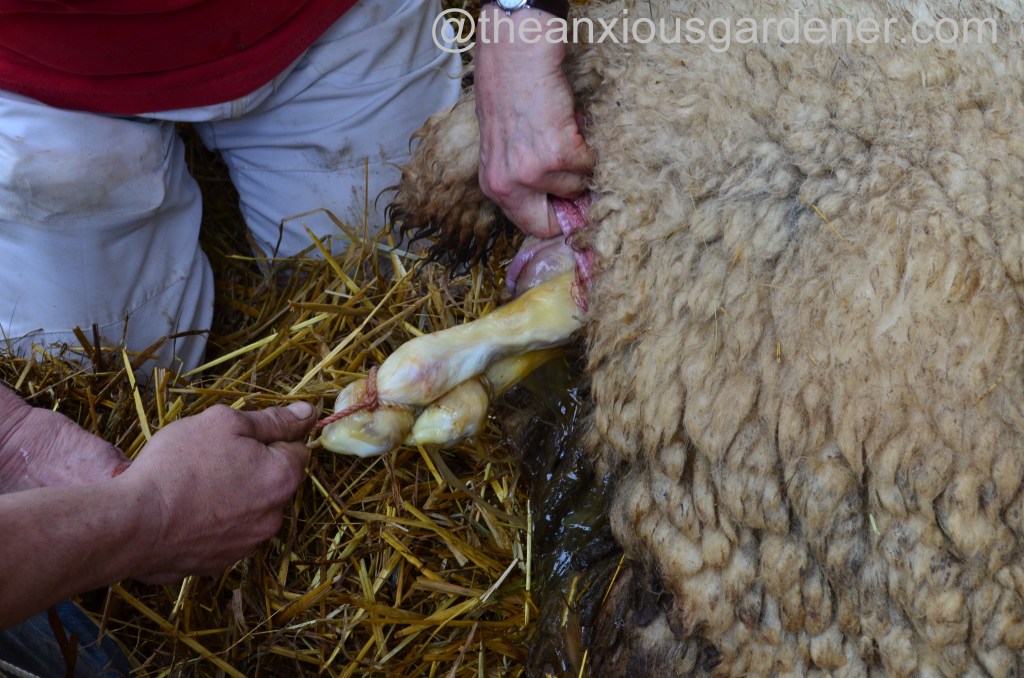 Usinglambing Ropes Lambing | The Anxious Gardener