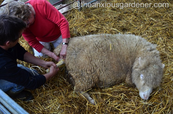 Ewe lambing (5)