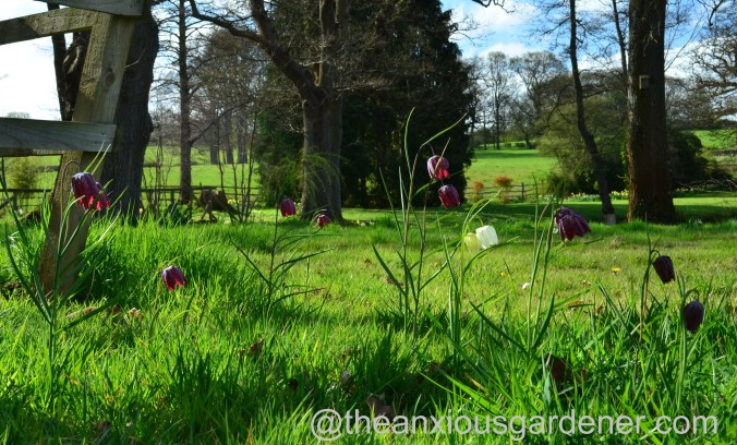 fritillaria meleagris (2)