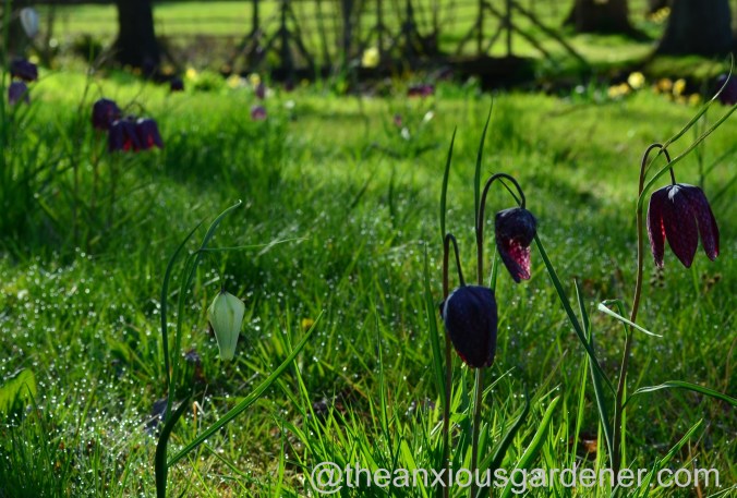 fritillaria meleagris (3)