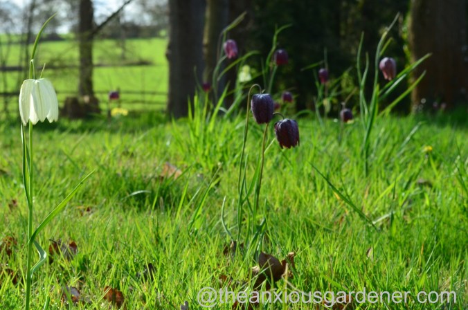 Fritillaria meleagris (4)