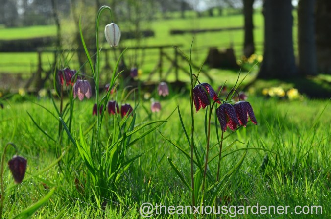 fritillaria meleagris