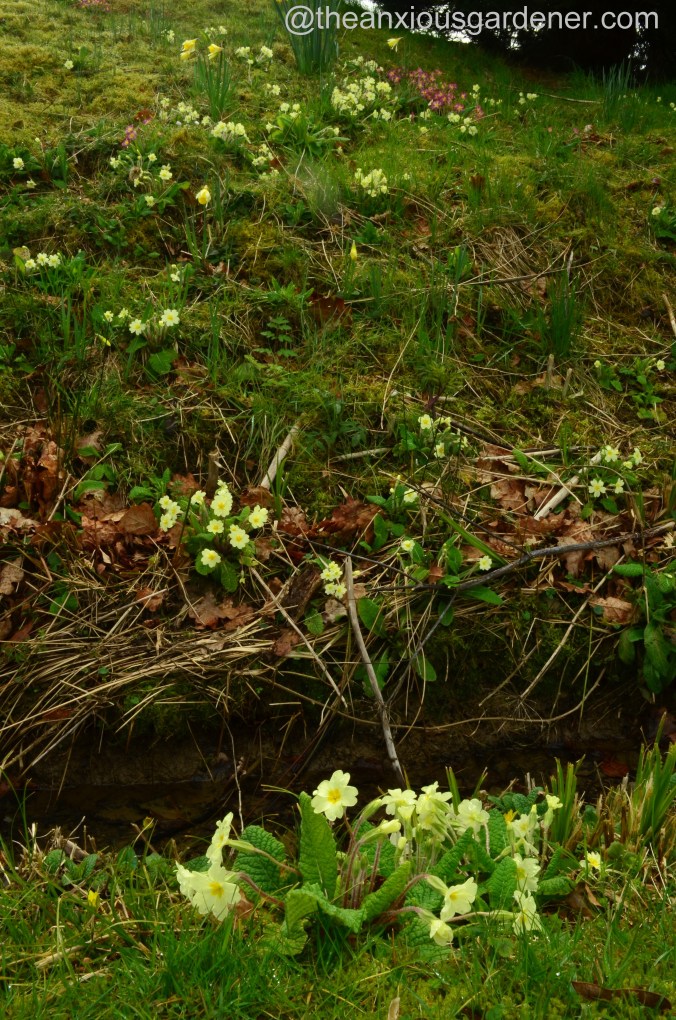 Primroses (3)