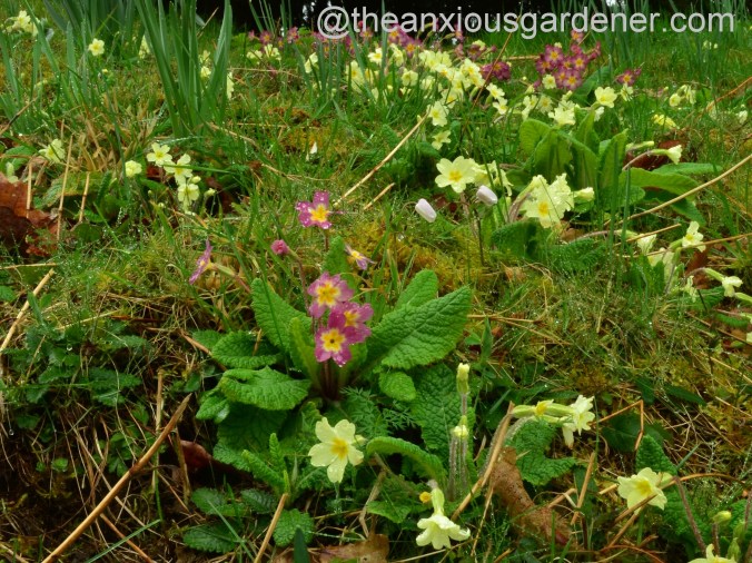 Primroses