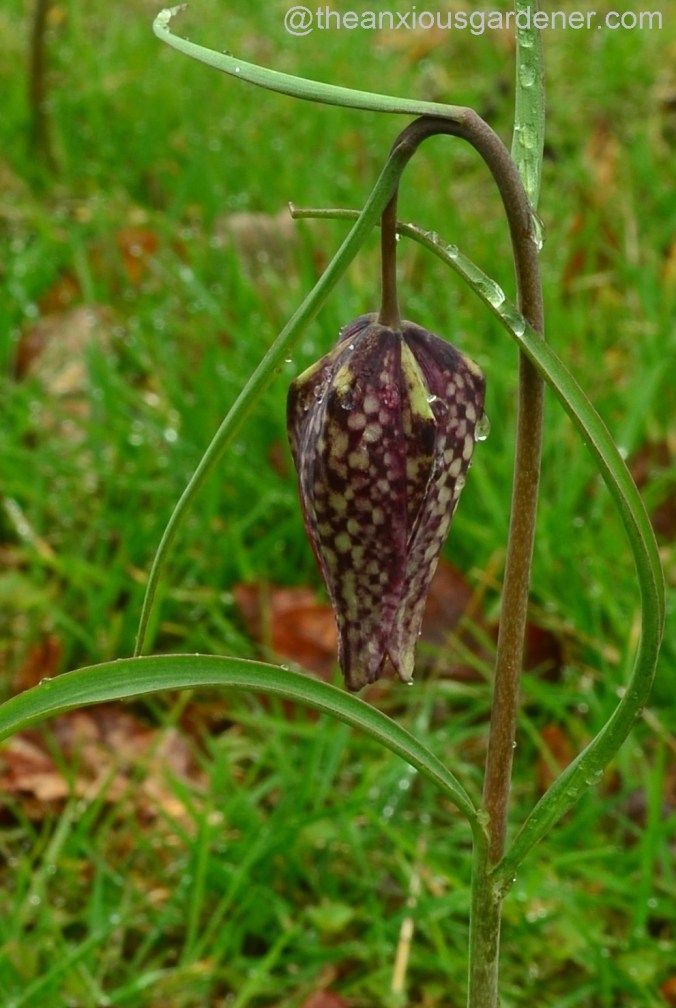 Snakeshead fritillary