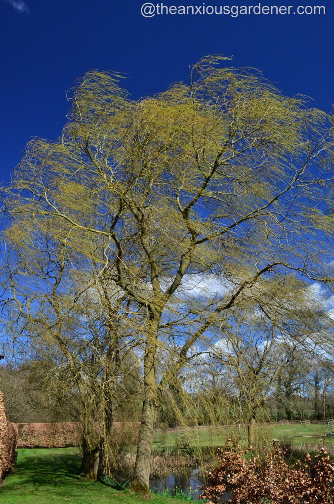 Weeping Willow (2)