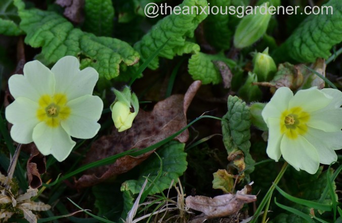 Wild primrose