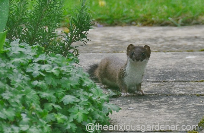 Stoat (17)