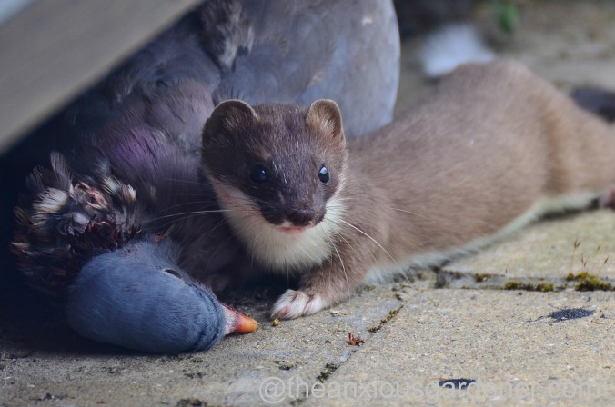 Stoat (9)