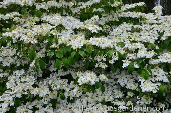 Viburnum plicatum ‘Mariesii’ (2)