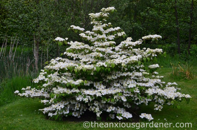 Viburnum plicatum ‘Mariesii’