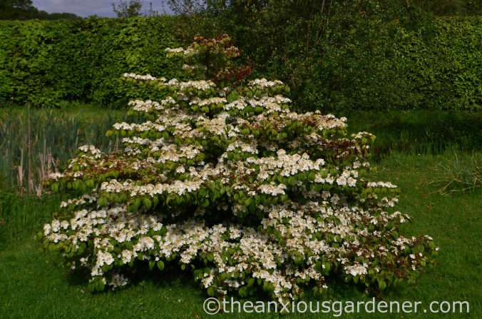 viburnum plicatum mariesii (1)