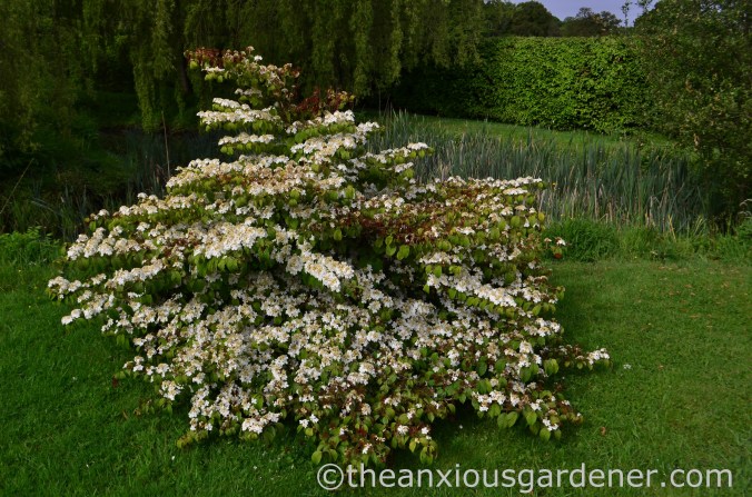 viburnum plicatum mariesii (2)