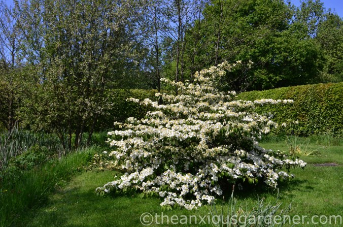 viburnum plicatum mariesii (8)