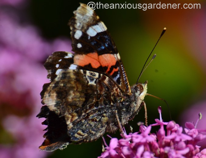 Red admiral butterfly (2)