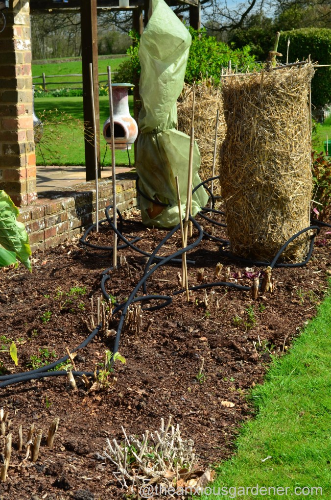 Tropical Border (12)