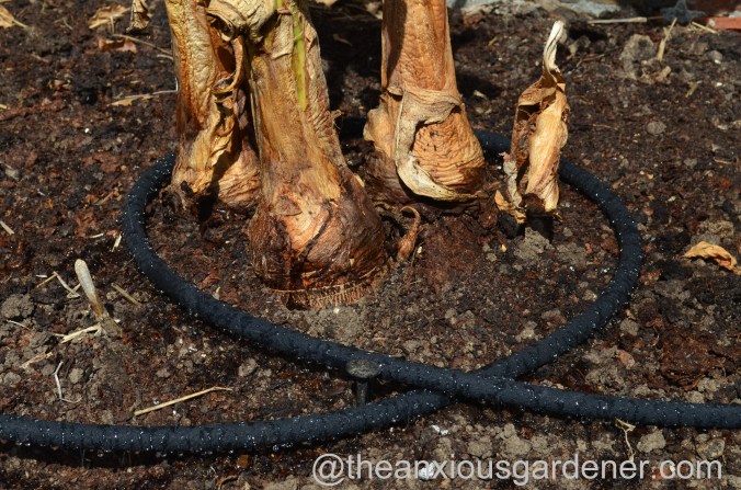 Tropical Border (14)