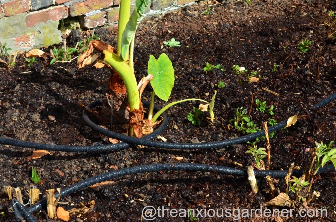 Tropical Border (15)