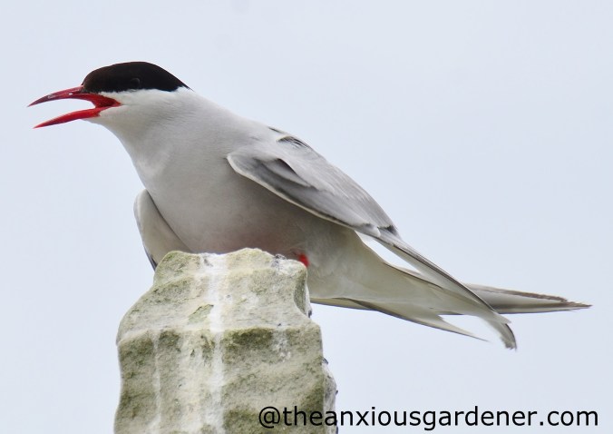 Arctic Tern