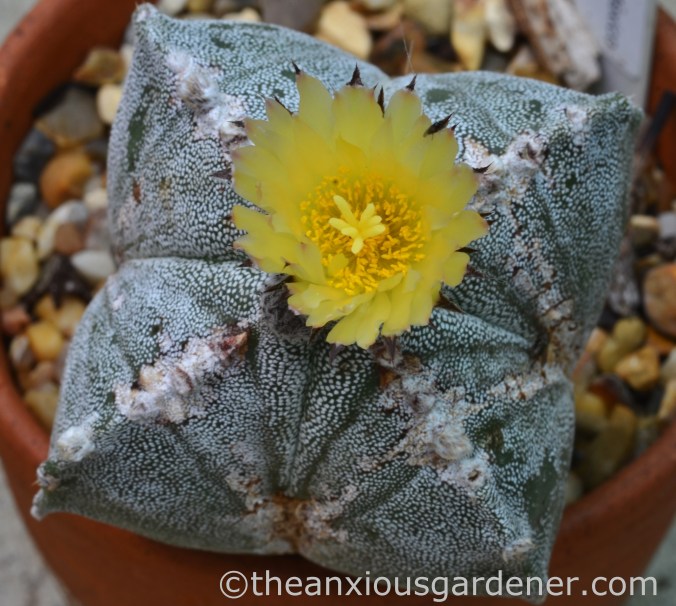 astrophytum myriostigma (1)