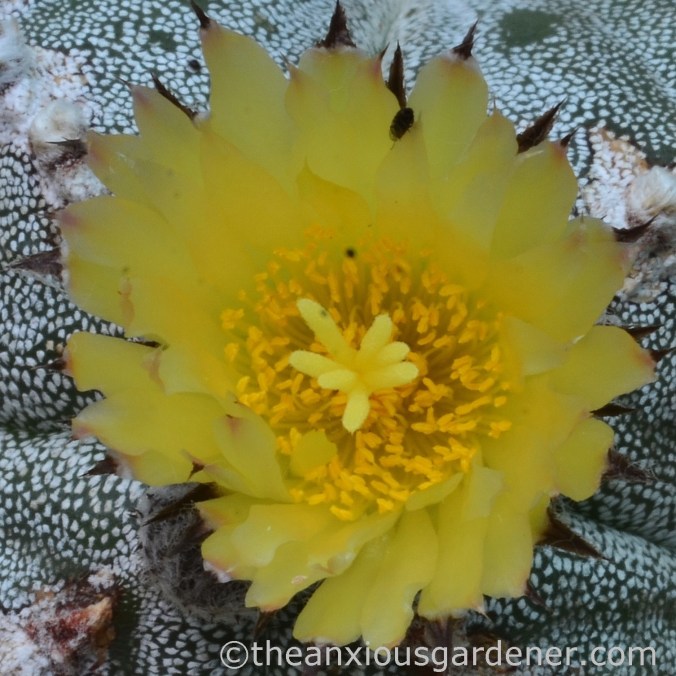 astrophytum myriostigma (2)