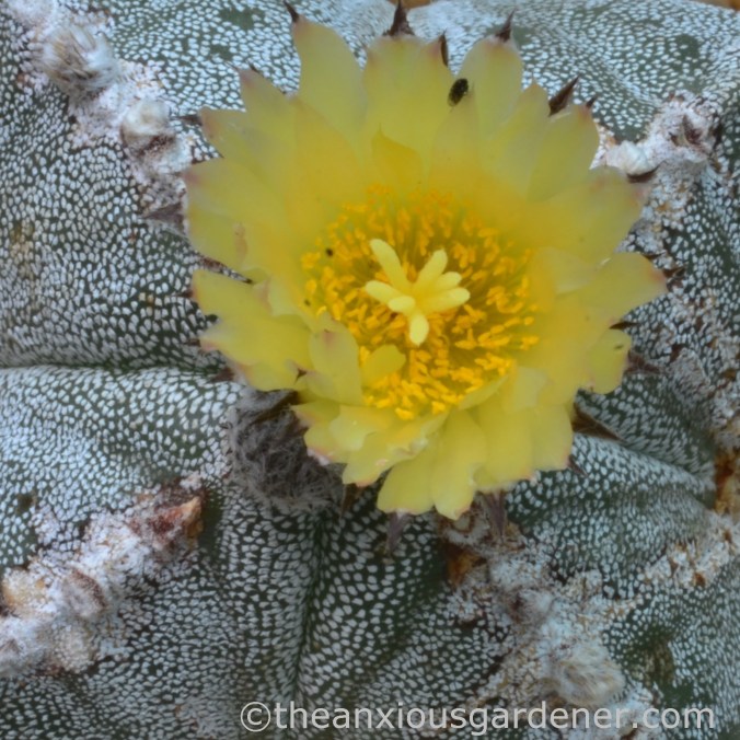 astrophytum myriostigma (3)