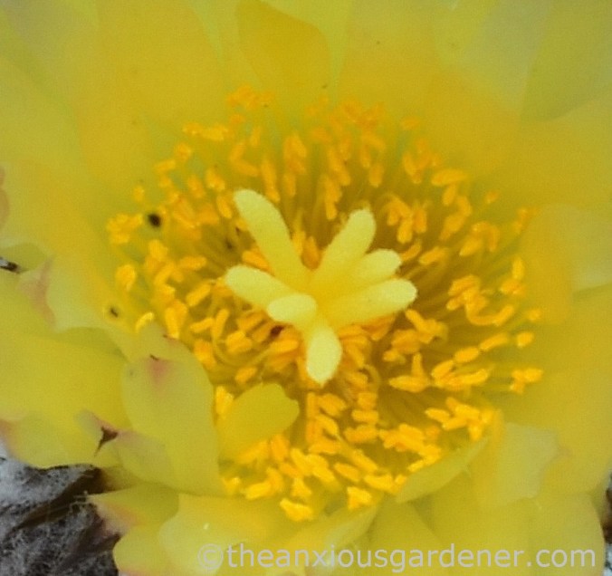 astrophytum myriostigma (4)