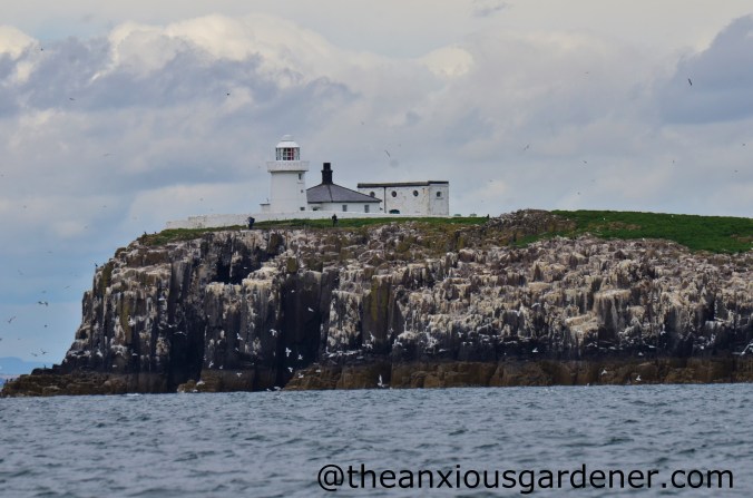 Farne Islands (1)