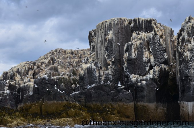 Farne Islands (3)
