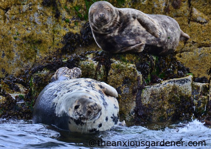 Grey Seal (1)