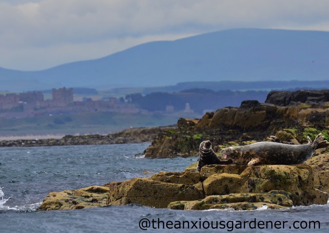 Grey Seal (2)
