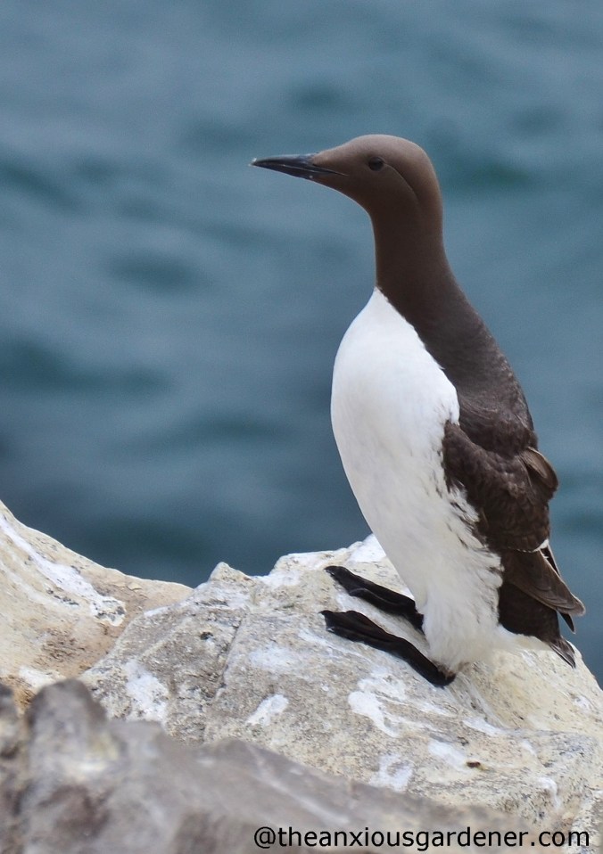 Guillemot