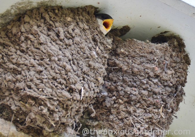 House Martin Nest (1)