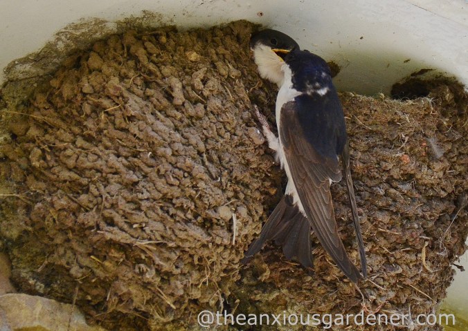 House Martin Nest (10)
