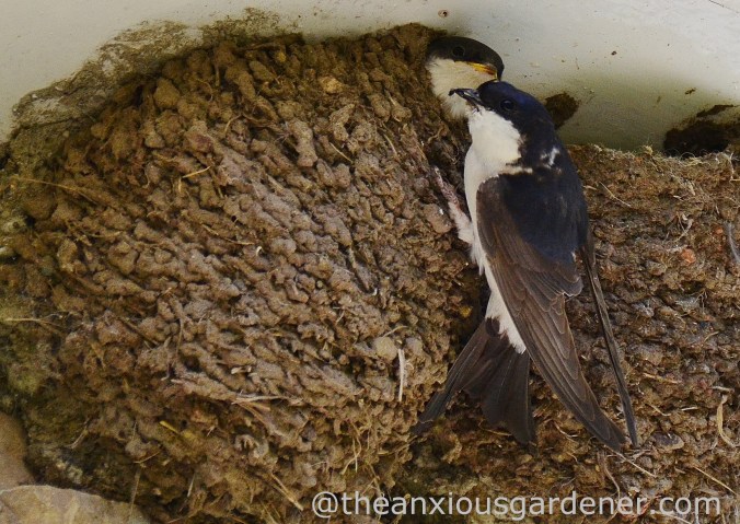 House Martin Nest (11)