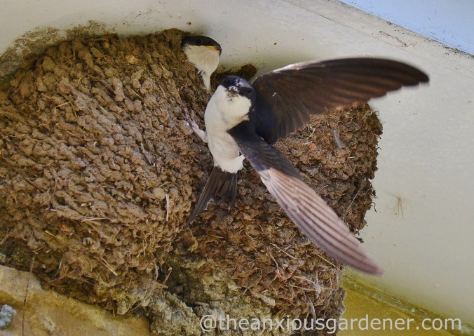 House Martin Nest (12)