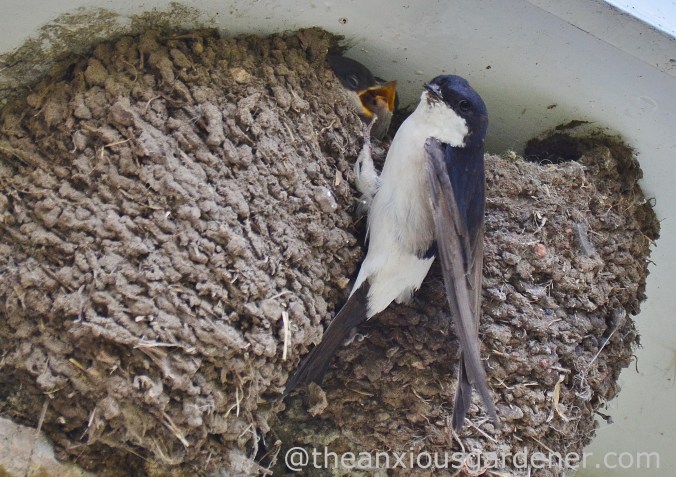 House Martin Nest (2)