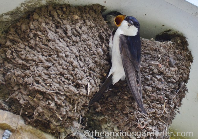 House Martin Nest (3)