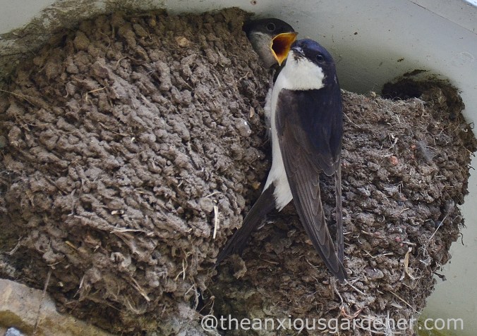 House Martin Nest (4)
